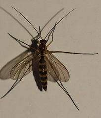 Macrocera