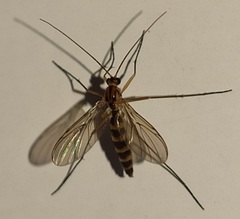 Macrocera