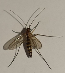 Macrocera