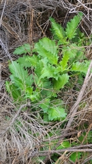 Blitum californicum