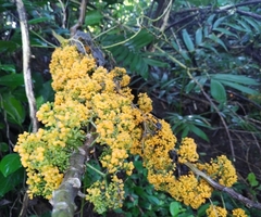Urera caracasana