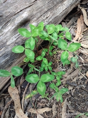 Euphorbia graminea