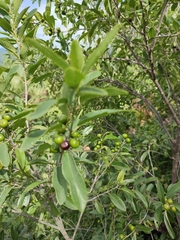Karwinskia humboldtiana