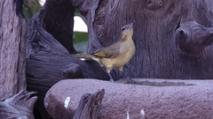 Chlorocichla flaviventris