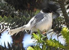 Microspingus melanoleucus