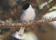 Microspingus melanoleucus