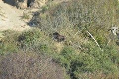 Cervus elaphus