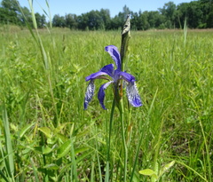 Iris sibirica