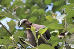 Streptopelia semitorquata