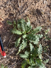 Phacelia integrifolia