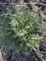 Brickellia cylindracea