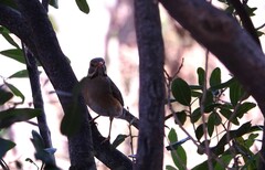 Turdus libonyana