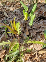 Uvularia perfoliata