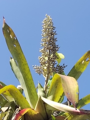 Aechmea mexicana