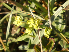 Bupleurum ranunculoides