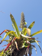Aechmea mexicana