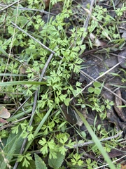 Chaerophyllum tainturieri