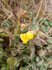 Oxalis megalorrhiza