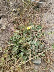 Oxalis megalorrhiza
