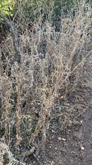 Carduus pycnocephalus