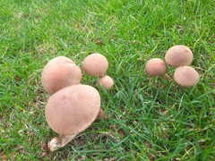 Lacrymaria lacrymabunda