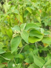 Croton ciliatoglandulifer