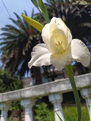 Gladiolus × hortulanus