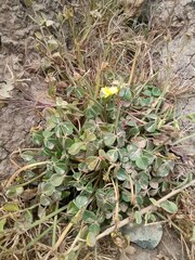 Oxalis megalorrhiza