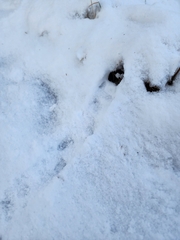 Microtus pennsylvanicus