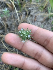 Navarretia intertexta
