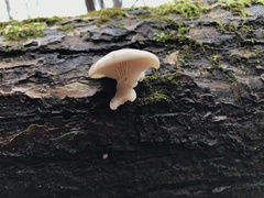Pleurotus ostreatus