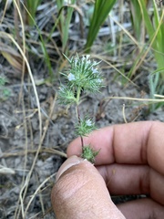 Navarretia intertexta