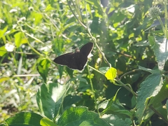 Murgaria jalapus