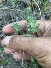 Navarretia intertexta