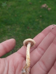 Lacrymaria lacrymabunda