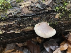 Pleurotus ostreatus