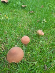 Lacrymaria lacrymabunda