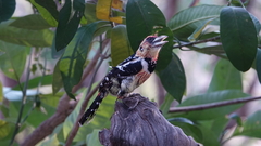 Trachyphonus vaillantii