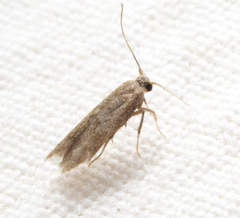 Tischeria quercitella