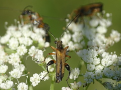 Oedemera podagrariae