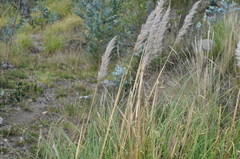 Cortaderia nitida