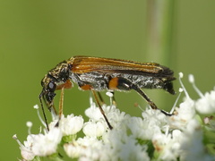 Oedemera podagrariae