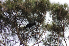 Corvus splendens