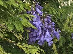 Jacaranda