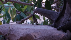 Chalcomitra senegalensis