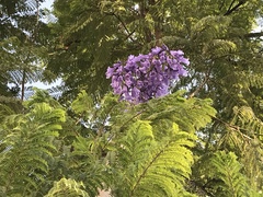Jacaranda