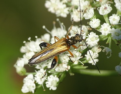 Oedemera podagrariae