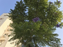 Jacaranda