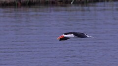 Rynchops flavirostris