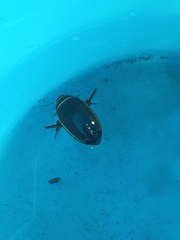 Dytiscus habilis